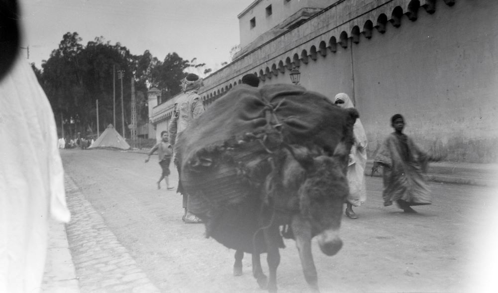 black and white photo of donkey